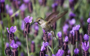 Seattle Naturopathic Medicine ND