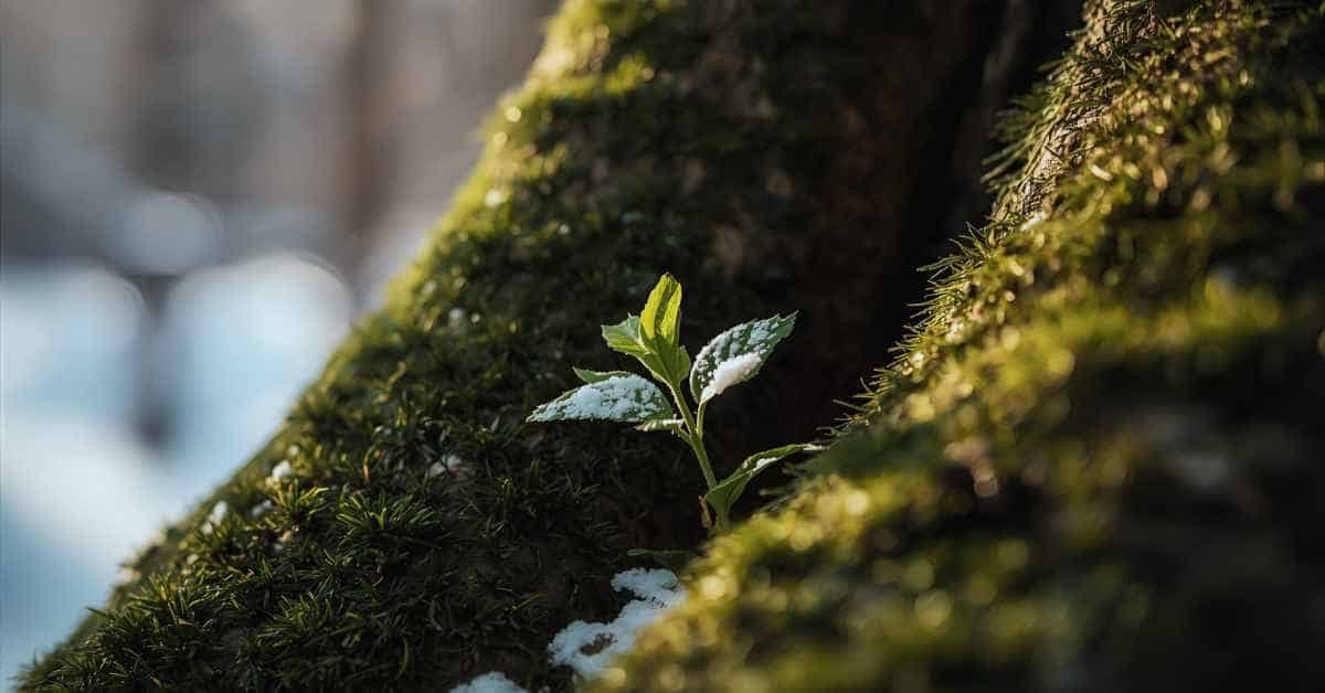 The Adrenal Drain: Why Modern Stress Keeps You Sick and Tired