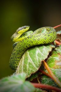 Homeopathy to treat Eczema